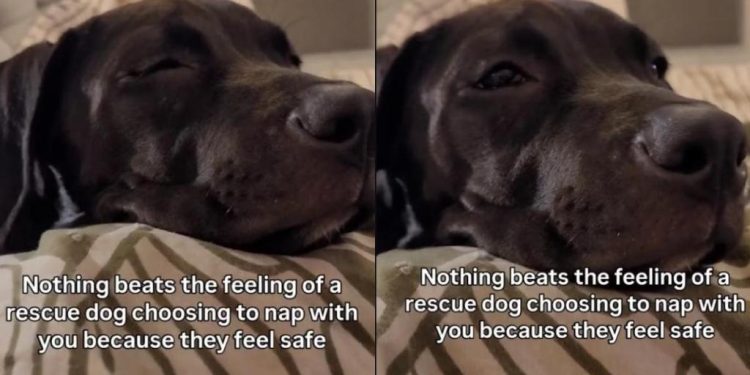 Rescue Dog Chooses the Safest Spot for a Nap & You Won’t Believe Where It Is
