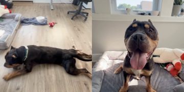 Rescue Dog Once a Stray Chooses the Floor Over the Bed & Makes Human Realize the Sad Truth