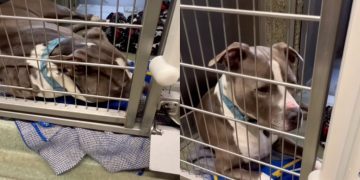Shelter Dog Wonders Why He’s Still Waiting in a Kennel, Shows Human What Giving up Looks Like