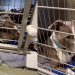Shelter Dog Wonders Why He’s Still Waiting in a Kennel, Shows Human What Giving up Looks Like