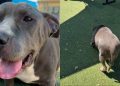 Shelter Dog Finally Feels the Sun Outside Her Kennel, Then Freezes When It’s Time To Go Back