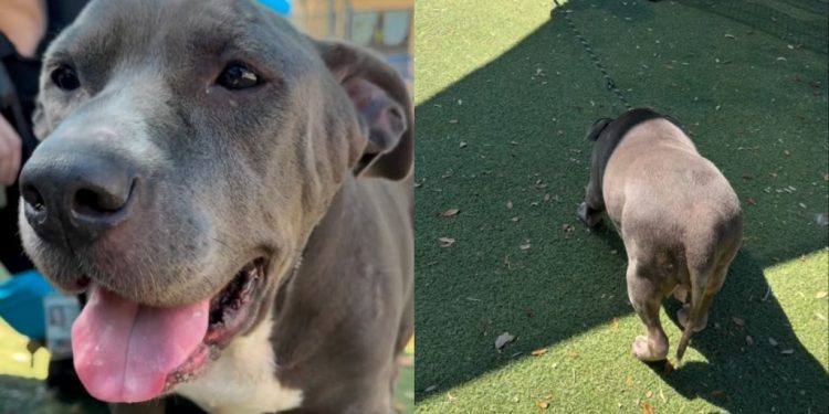 Shelter Dog Finally Feels the Sun Outside Her Kennel, Then Freezes When It’s Time To Go Back