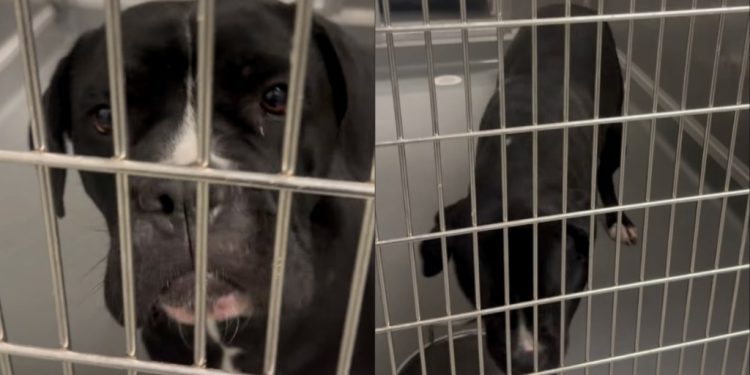 Shelter Dog Eagerly Looks Outside Her Kennel, Pleading for Rescue Before Her Time Runs Out